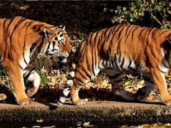 88 बाघ मरे, मौत का कारण तक नहीं पता - RTI ने खोली ‘टाइगर प्रोटेक्शन’ की भयावह पोल