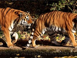 88 बाघ मरे, मौत का कारण तक नहीं पता - RTI ने खोली &lsquo;टाइगर प्रोटेक्शन&rsquo; की भयावह पोल