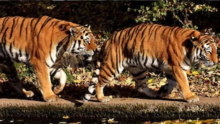 88 बाघ मरे, मौत का कारण तक नहीं पता - RTI ने खोली &lsquo;टाइगर प्रोटेक्शन&rsquo; की भयावह पोल