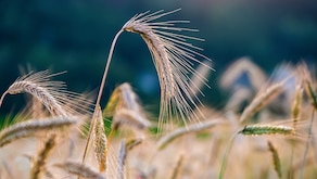 Iran War Pushes Global Food Prices To Four-Month High, UN Warns Of Worse To Come