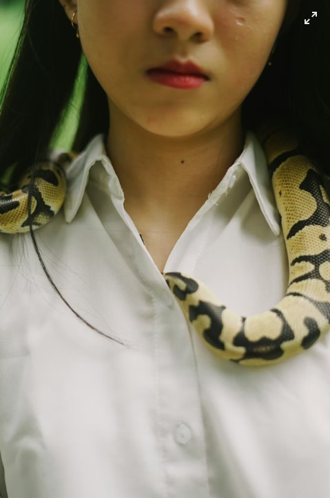 In Unusual Career, China Woman Earns Rs 1.35 Crore Raising 60,000 Snakes