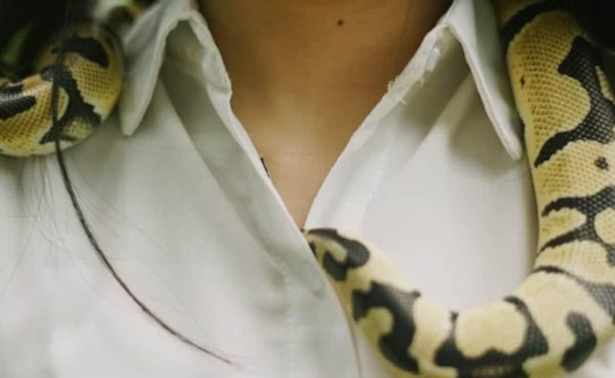 In Unusual Family Business, China Woman Earns Rs 1.35 Crore Raising 60,000 Venomous Snakes
