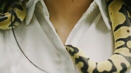 In Unusual Family Business, China Woman Earns Rs 1.35 Crore Raising 60,000 Venomous Snakes