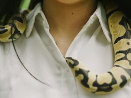 In Unusual Family Business, China Woman Earns Rs 1.35 Crore Raising 60,000 Venomous Snakes