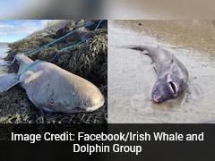 Greenland Shark That Lives Upto 500 Years Washes Up On Irish Beach