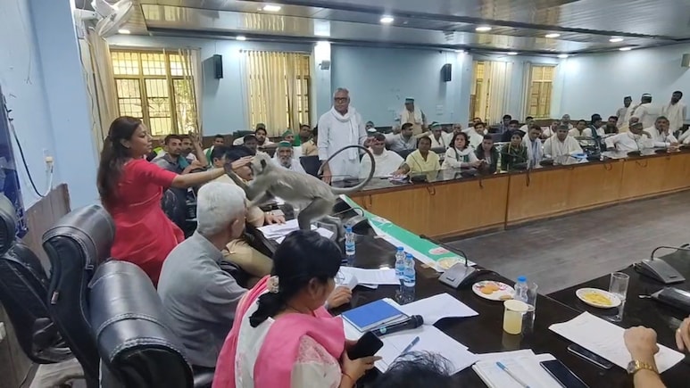 बागपत कलेक्ट्रेट में &lsquo;मटरू&rsquo; का कब्जा: DM की कुर्सी पर बैठा लंगूर, वीडियो वायरल होते ही गरमाई सियासत