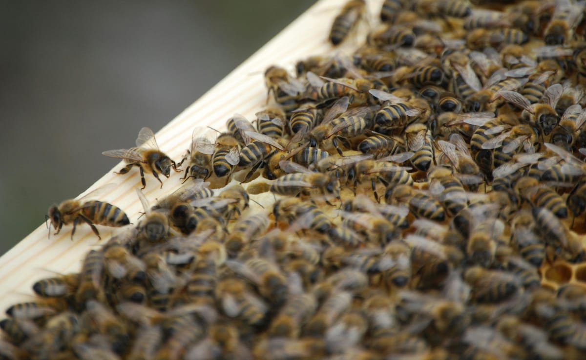 US Woman Jailed For Deploying Honeybees Against Police Officers During Eviction