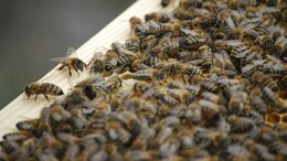 US Woman Jailed For Deploying Honeybees Against Police Officers During Eviction