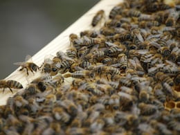 US Woman Jailed For Deploying Honeybees Against Police Officers During Eviction