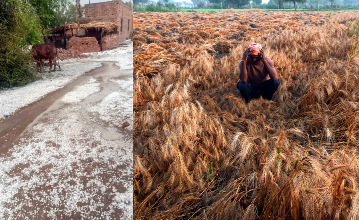 UP, MP और राजस्थान में आसमान से गिरी 'सफेद आफत', खेतों में बिछी फसल किसानों को दे गई टेंशन