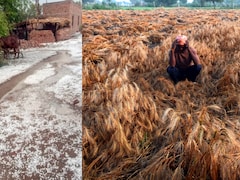 यूपी, एमपी और राजस्थान में ओले, खेतों में बिछी सफेद चादर, फसलों के नुकसान से किसान बेहाल