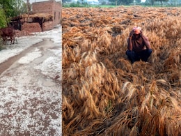 यूपी, एमपी और राजस्थान में ओले, खेतों में बिछी सफेद चादर, फसलों के नुकसान से किसान बेहाल