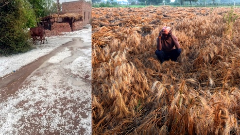 UP, MP और राजस्थान में आसमान से गिरी 'सफेद आफत', खेतों में बिछी फसल किसानों को दे गई टेंशन