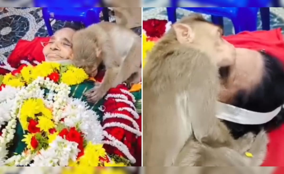 खाना खिलाने वाली 'मां' के जाने से ऐसे रोया बंदर कि देखने वाले के भी आ जाए आंसू-Video