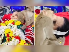 खाना खिलाने वाली 'मां' के जाने से ऐसे रोया बंदर कि देखने वाले के भी आ जाए आंसू-Video