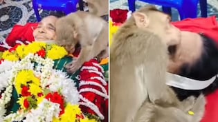 खाना खिलाने वाली 'मां' के जाने से ऐसे रोया बंदर कि देखने वाले के भी आ जाए आंसू-Video