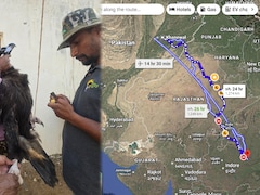 भोपाल का गिद्ध पाकिस्तान पहुंचा: 7 दिन में 1274KM की उड़ान, जानें भारत से क्यों छोड़ा गया?