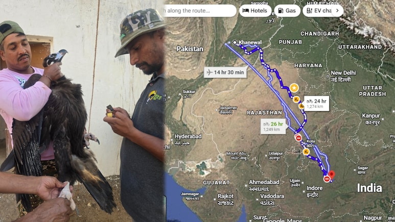 भोपाल का गिद्ध पाकिस्तान पहुंचा: 7 दिन में 1274KM की उड़ान, जानें भारत से क्यों छोड़ा गया?