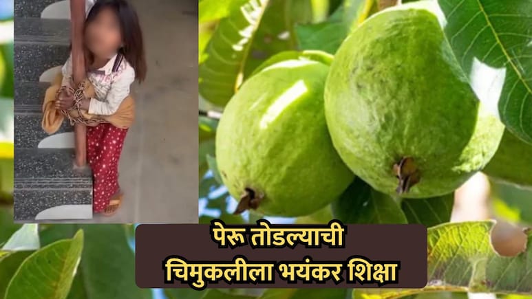 Viral Video : "अंकल वाचवा, अंकल सोडवा..." पेरू तोडल्याची चिमुकलीला भयंकर शिक्षा, माजी सैनिकाला बेड्या