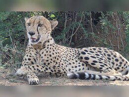 बाघ, पैंथर के डर से चीते ने छोड़ा रणथंभौर! अब रिहायशी इलाके में ढूंढ रहा ठिकाना, लोगों में डर