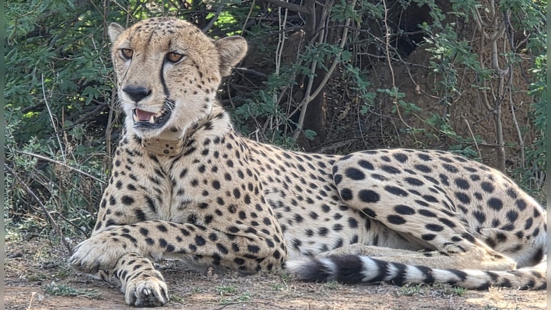 बाघ, पैंथर के डर से चीते ने छोड़ा रणथंभौर! अब रिहायशी इलाके में ढूंढ रहा ठिकाना, लोगों में डर