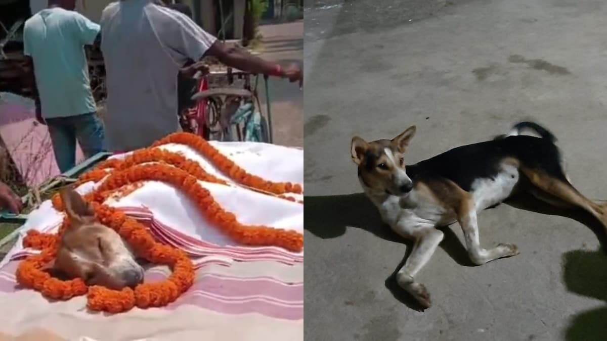 ओडिशा में आवारा डॉगी 'काली' ने बचाई 30 बच्चों की जान, जहरीले नाग से भिड़कर दी कुर्बानी