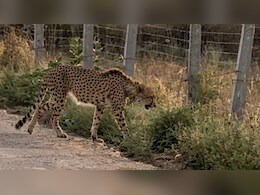 Rajasthan: बाघों की मांद में जा घुसा कूनों का चीता KP2, एक्सपर्ट बोले- 'इंसान नहीं, अब कुदरत ही बचाएगी जान'