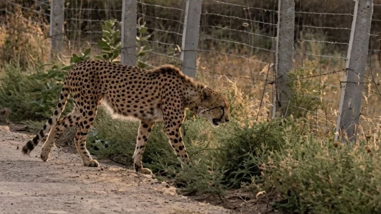 Rajasthan: बाघों की मांद में जा घुसा कूनों का चीता KP2, एक्सपर्ट बोले- 'इंसान नहीं, अब कुदरत ही बचाएगी जान'