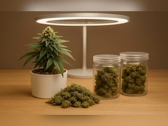 MP में पहली बार पकड़ी गई OG ग्रेड गांजे की खेप, जानिए पानी में उगने वाला ‘ओशियन ग्रोथ’ गांजा कितना महंगा है