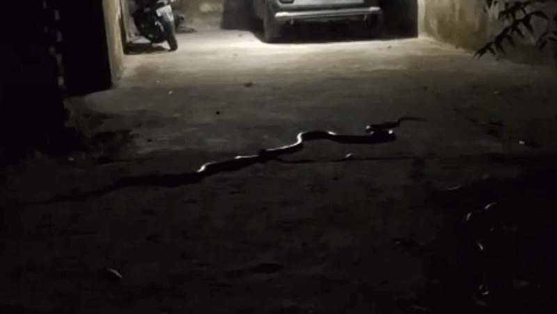 रात के अंधेरे में किंग कोबरा और रैट स्नेक के बीच खतरनाक लड़ाई, दुश्मन को जिंदा निगल गया 'नागराज', देखिए VIDEO