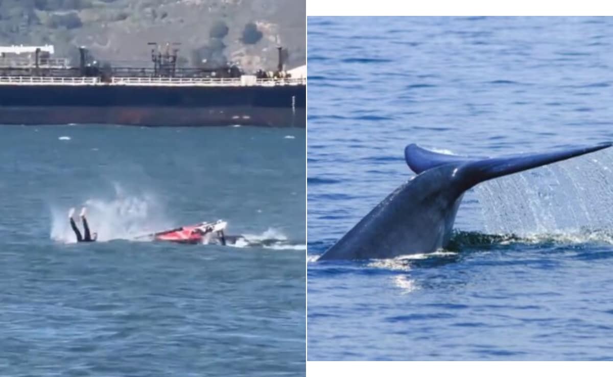 समंदर की लहरों पर हो रही थी 'मस्ती', तभी अचानक बीच में आ गई विशालकाय 'व्हेल', फिर जो हुआ...