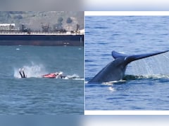 समंदर की लहरों पर हो रही थी 'मस्ती', तभी अचानक बीच में आ गई विशालकाय 'व्हेल', फिर जो हुआ...