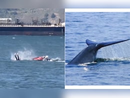 समंदर की लहरों पर हो रही थी 'मस्ती', तभी अचानक बीच में आ गई विशालकाय 'व्हेल', फिर जो हुआ...