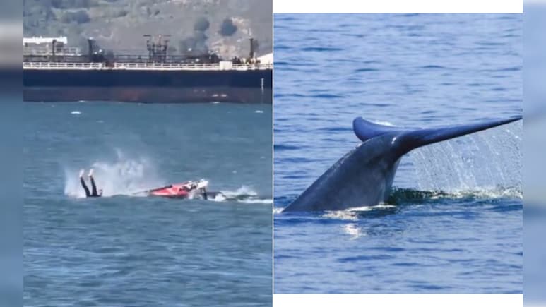 समंदर की लहरों पर हो रही थी 'मस्ती', तभी अचानक बीच में आ गई विशालकाय 'व्हेल', फिर जो हुआ...