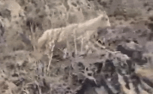 हिमाचल के धरोंल जंगल में दिखा 'सफेद साया', उड़े वन विभाग के होश, कैमरों से हर मूवमेंट पर रखी जा रही नजर