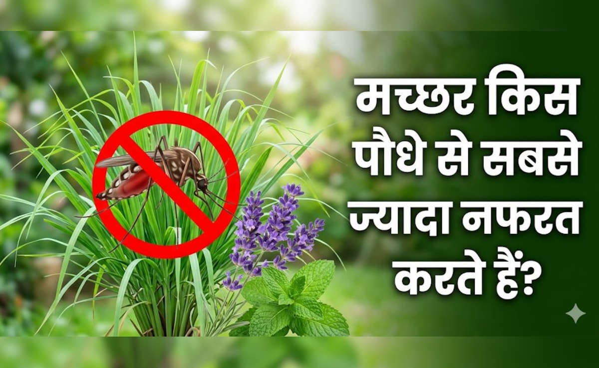 मच्छरों ने काट-काट कर किया बुरा हाल? घर में लगाएं ये 3 पौधे आस-पास नहीं भटकेंगे मच्छर