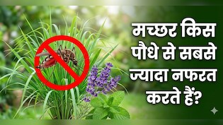 मच्छरों ने काट-काट कर किया बुरा हाल? घर में लगाएं ये 3 पौधे आस-पास नहीं भटकेंगे मच्छर