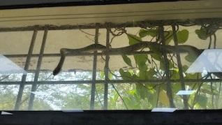 सागर जिला अस्पताल के ICU में सांप से हड़कंप, मरीजों में दहशत, सुरक्षा व्यवस्था पर उठे सवाल