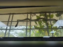 सागर जिला अस्पताल के ICU में सांप से हड़कंप, मरीजों में दहशत, सुरक्षा व्यवस्था पर उठे सवाल