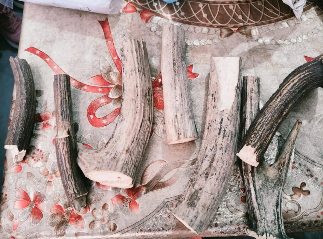 छापेमारी में मिले हिरण के सींग. 