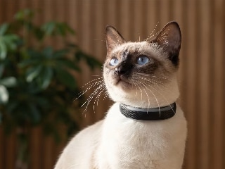 आपके कुत्ते और बिल्ली की हेल्थ पर रखें नजर, Tractive का नया कॉलर बैंड, लोकेशन भी करेगा ट्रैक, जानें कीमत