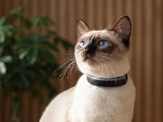 आपके कुत्ते और बिल्ली की हेल्थ पर रखें नजर, Tractive का नया कॉलर बैंड, लोकेशन भी करेगा ट्रैक, जानें कीमत