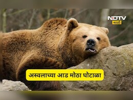 Shocking news: अस्वलाचं रूप घेऊन लावला 1 कोटींचा चुना, घोटाळ्याची पद्धत पाहून तुम्ही म्हणाल बाप रे बाप...