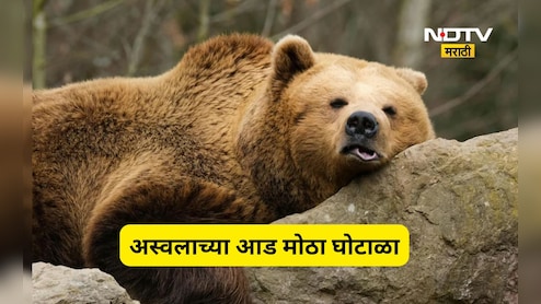 Shocking news: अस्वलाचं रूप घेऊन लावला 1 कोटींचा चुना, घोटाळ्याची पद्धत पाहून तुम्ही म्हणाल बाप रे बाप...