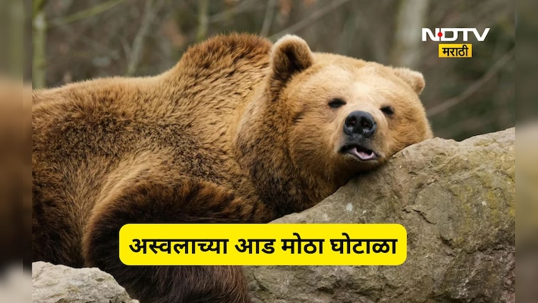 Shocking news: अस्वलाचं रूप घेऊन लावला 1 कोटींचा चुना, घोटाळ्याची पद्धत पाहून तुम्ही म्हणाल बाप रे बाप...