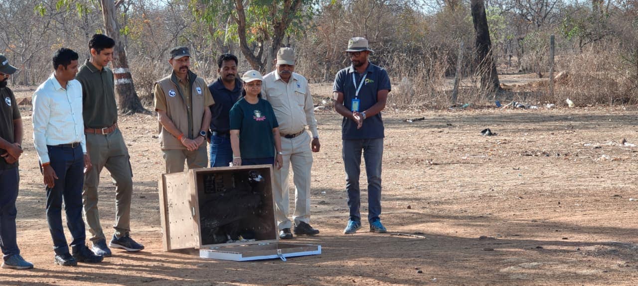 bhopal vulture reaches pakistan from halali dam gps tracking wwf india news