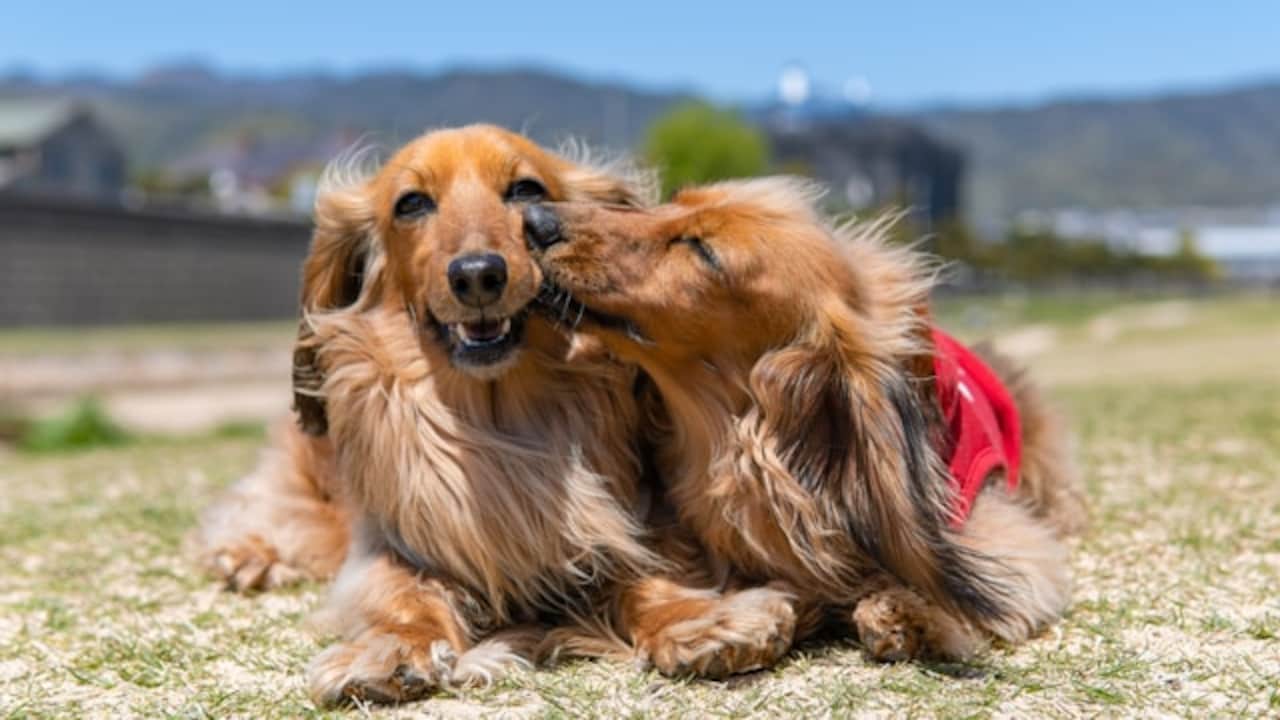 Your companion through thick and thin