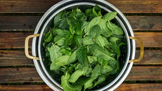 गर्मियों में पुदीना ज्यादा खाना पड़ सकता है भारी, जानें इसके नुकसान और कितनी मात्रा में खाएं