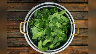 गर्मियों में पुदीना ज्यादा खाना पड़ सकता है भारी, जानें इसके नुकसान और कितनी मात्रा में खाएं