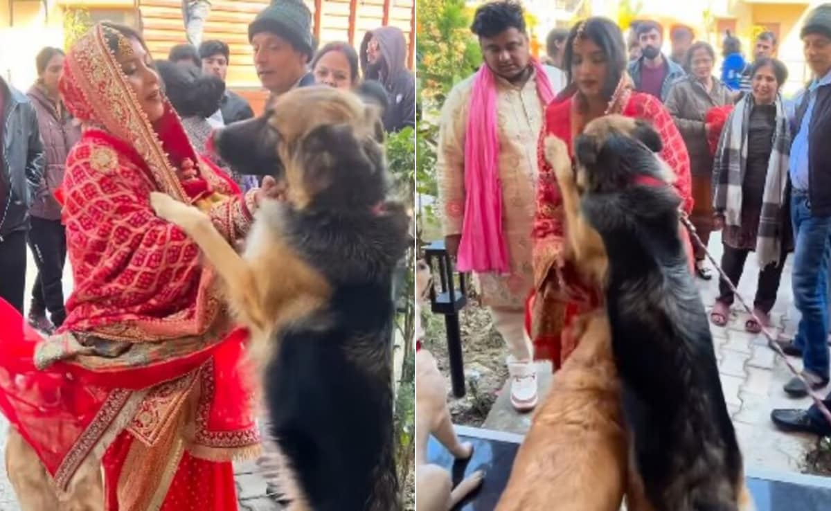 दुल्हन की विदाई में ऐसा सीन पहले नहीं देखा होगा, पालतू कुत्तों ने रोक लिया रास्ता, Video देख भर आएंगी आंखें